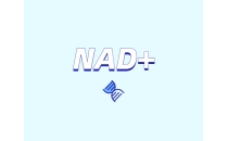 NAD+ 對身體有什么作用？如何獲取 NAD+？